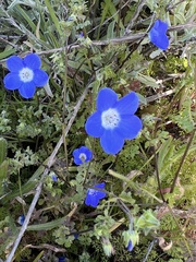 Nemophila menziesii
