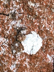 Trapelia placodioides