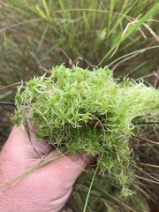 Sphagnum flexuosum