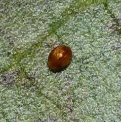 Corylophidae