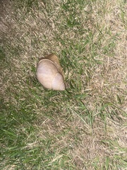 Megalobulimus