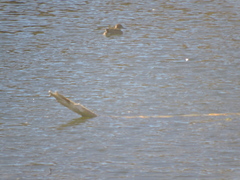 Mareca strepera
