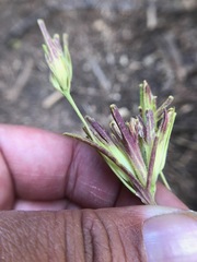 Cordylanthus rigidus rigidus