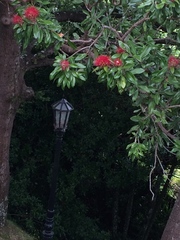 Metrosideros excelsa