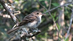 Myiophobus fasciatus