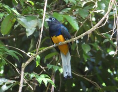 Trogon chionurus