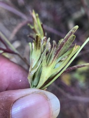 Cordylanthus rigidus rigidus