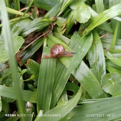 Quantula striata