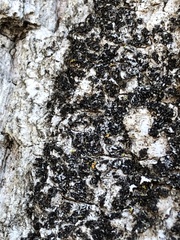 Rinodina