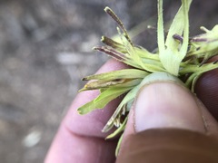 Cordylanthus rigidus rigidus