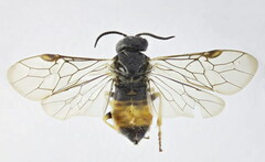 Monoctenus juniperi