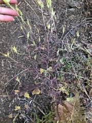 Cordylanthus rigidus rigidus