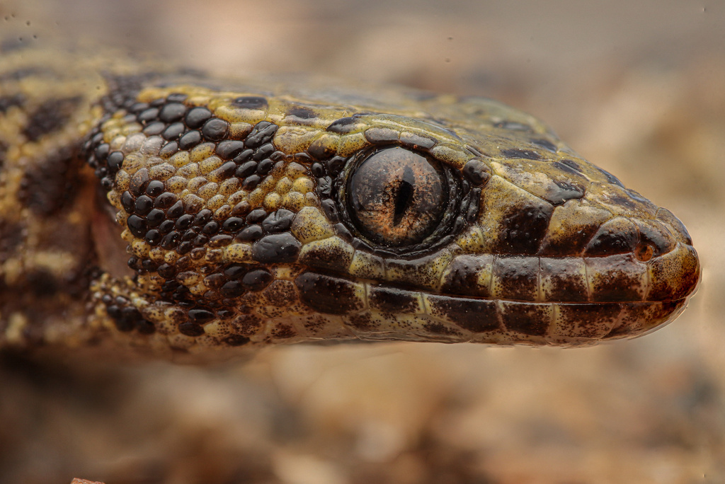 Bezy's Night Lizard