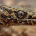Bezy's Night Lizard - Photo (c) Mason S., some rights reserved (CC BY-NC), uploaded by Mason S.