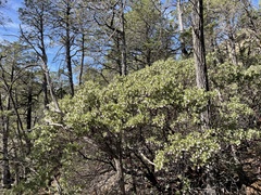 Arctostaphylos bakeri sublaevis