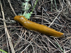 Ariolimax californicus
