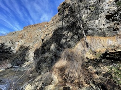 Calliscirpus criniger