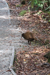 Gallirallus australis