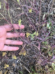 Cordylanthus rigidus rigidus