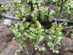 Ceanothus jepsonii