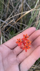 Asclepias lanceolata