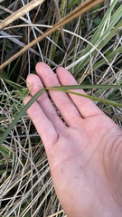 Asclepias lanceolata