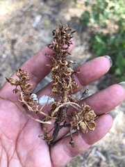 Pedicularis semibarbata