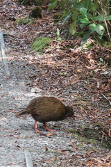 Gallirallus australis