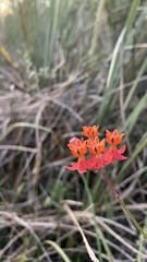 Asclepias lanceolata