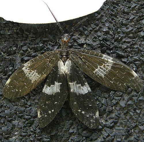 Banded Dark Fishfly photo 3