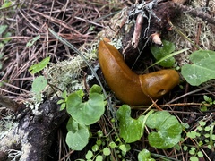 Ariolimax californicus