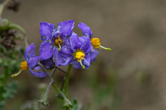 Solanum pinnatum