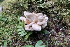 Bondarzewia kirkii