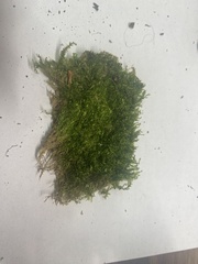 Plagiothecium laetum