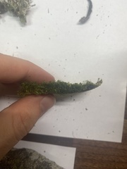 Plagiothecium laetum