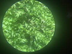 Plagiothecium laetum