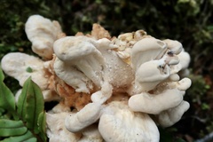 Bondarzewia kirkii