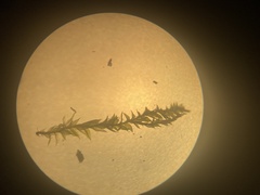 Plagiothecium laetum