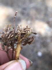 Pedicularis semibarbata