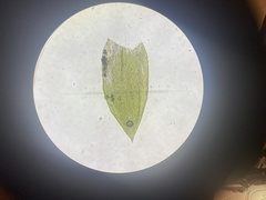 Plagiothecium laetum