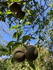 Tabernaemontana donnell-smithii