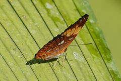 Adelpha irmina