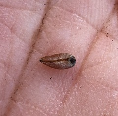 Pedicularis semibarbata