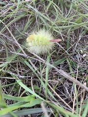 Calliteara pudibunda