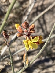 Hoffmannseggia microphylla