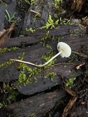 Cystolepiota seminuda