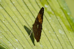 Adelpha irmina