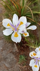 Dietes