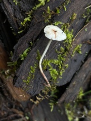 Cystolepiota seminuda