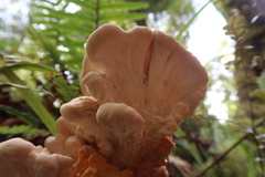 Bondarzewia kirkii